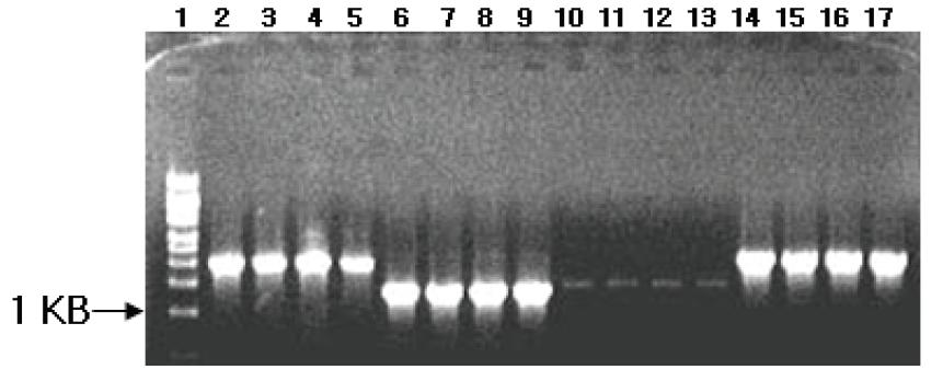 PCR amplification of BCAP gene from Bacillus I-52 transformants.