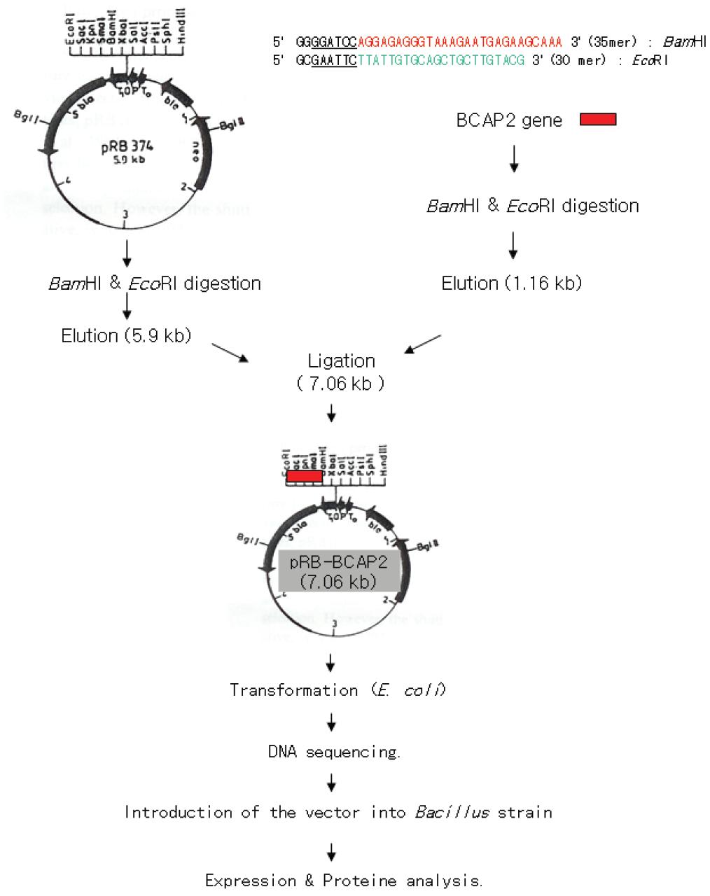 Cloning Strategy of the BCAP2 gene into lvector, pRB374.