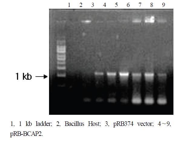 PCR amplification of BCAP2 gene from Bacillus I-52 transformants.