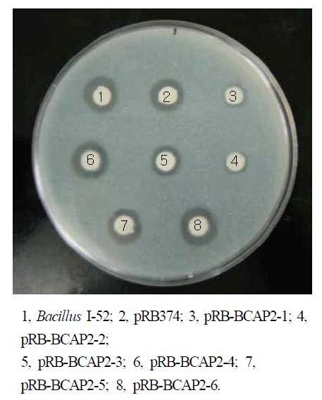 Protease activity of pRB-BCAP2in Bacillus I-52.