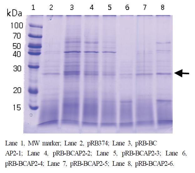 SDS-PAGE of the protease from Bacillus I-52.