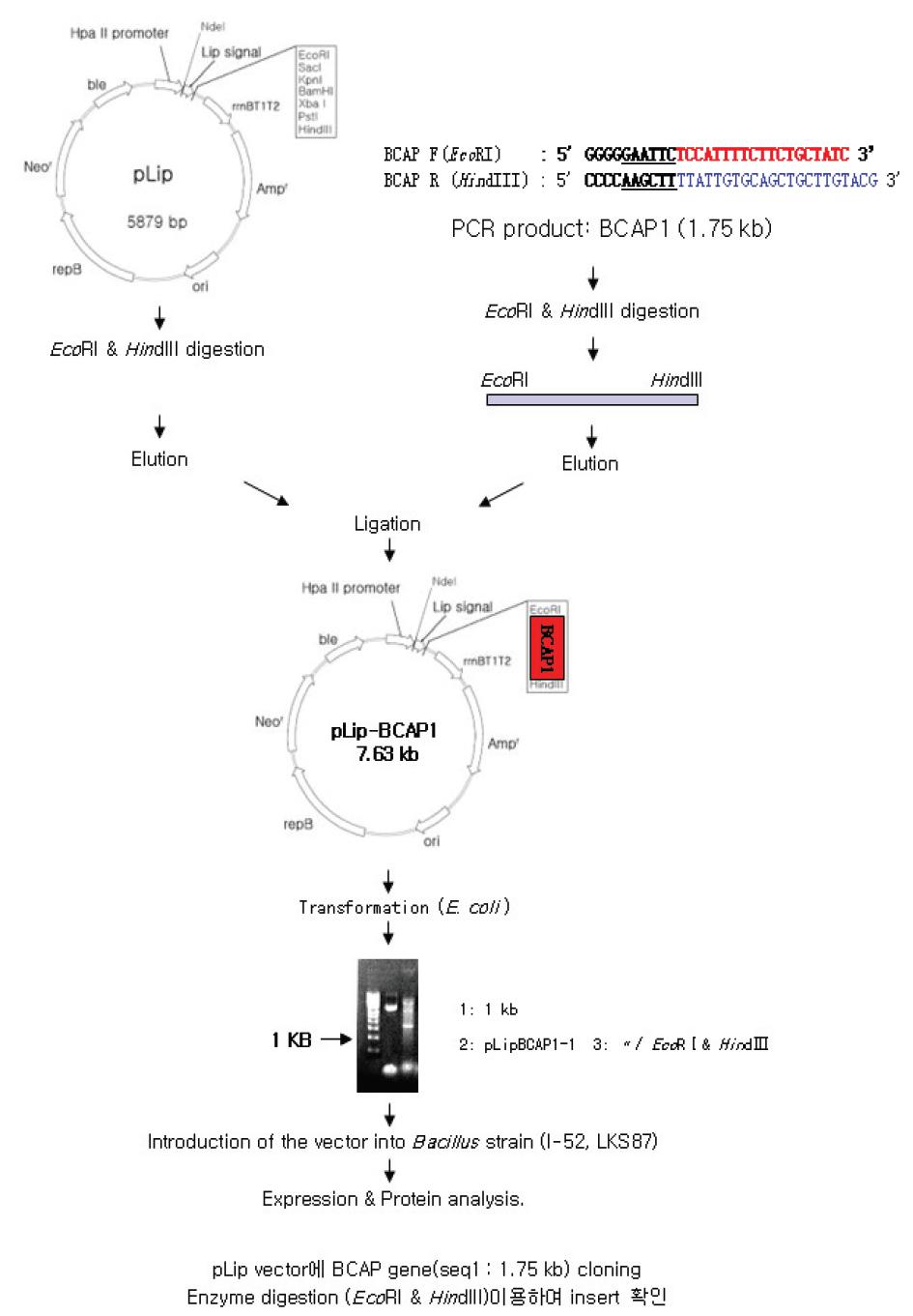 Cloning Strategy of the BCAP1 gene into conventional Bacillus vector, pLip.