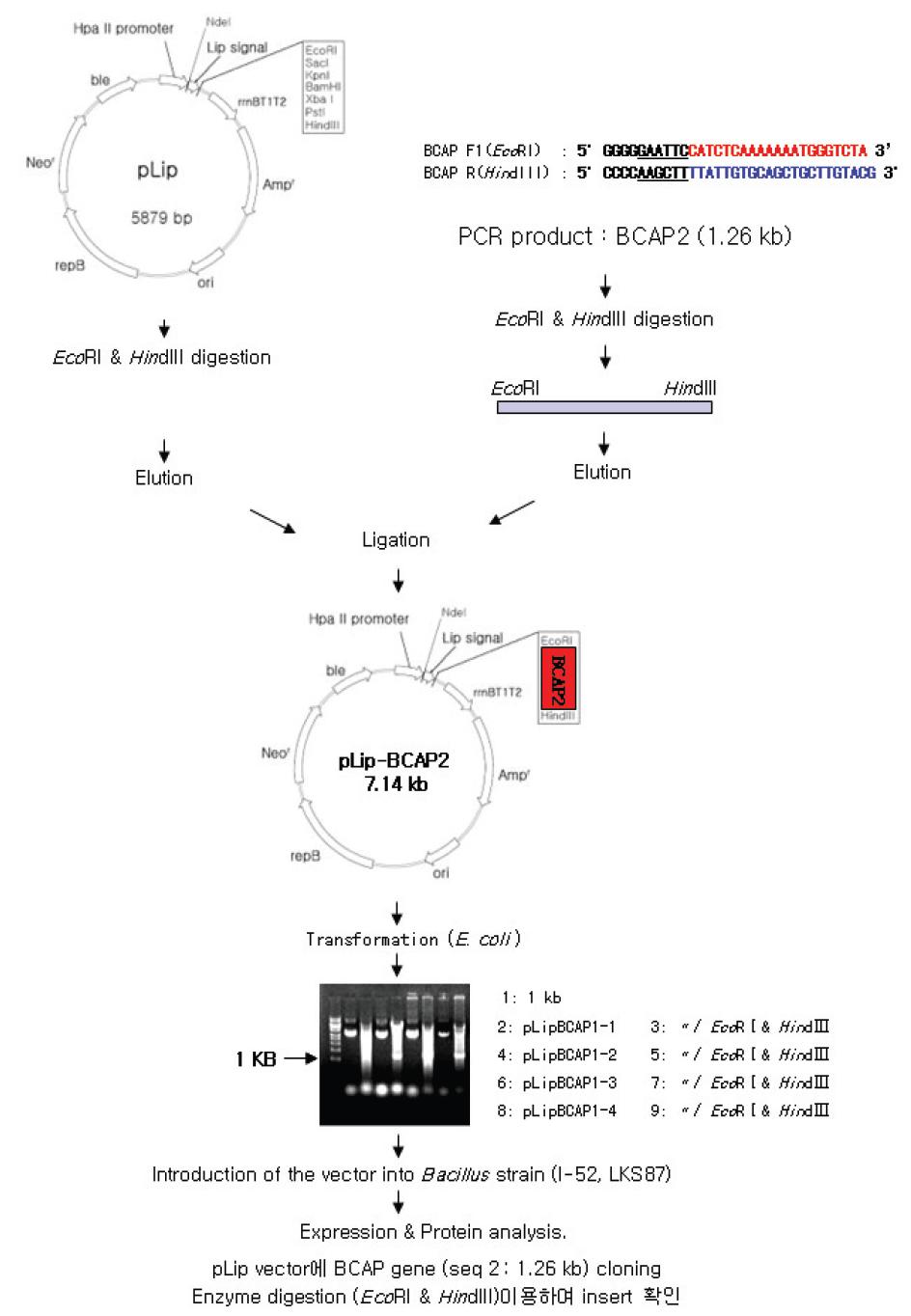 Cloning Strategy of the BCAP2 gene into conventional Bacillus vector, pLip.