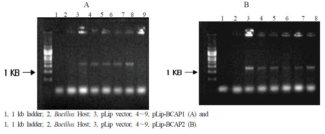 PCR amplification of BCAP gene from Bacillus I-52 transformants.