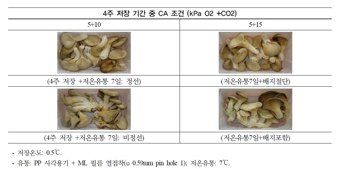 봄재배 ‘신농’ 느타리 버섯의 모의 운송 기간 중 CA 조성에 따른 4주 저장 + 7일 저온유통 후 외관 상품성.