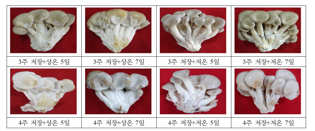 여름재배 ‘신농’ 느타리 버섯의 저장기간 및 유통조건에 따른 외관 상품성.