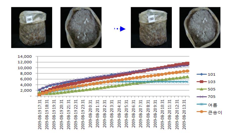양송이 균주별 복토균사생장말기 생육상자내 탄산가스농도 변화(18-24시간).