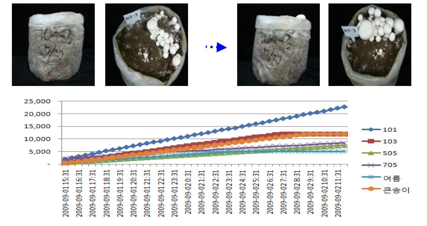 양송이 균주별 버섯생장시 생육상자내 탄산가스농도 변화(10-15시간).