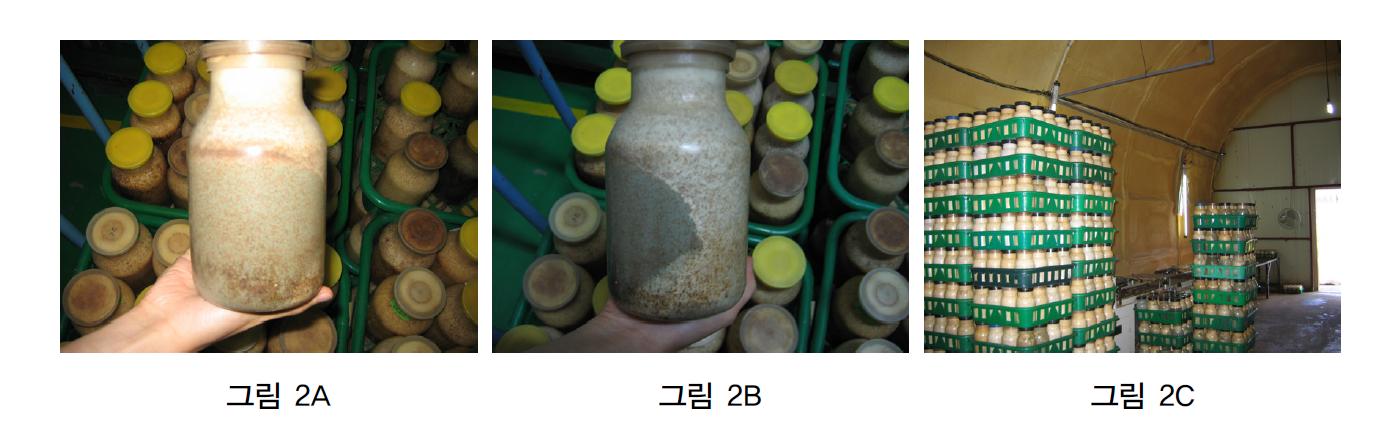 A, B, 느타리병재배 배양실에서 푸른곰팡이병 발생, C, 푸른곰팡이병 발생으로 폐기된 병.