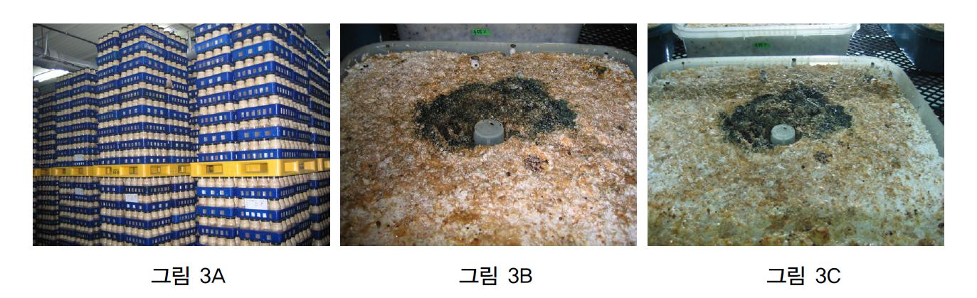 A, 새송이병재배 배양실 B, C, 푸른곰팡이병.