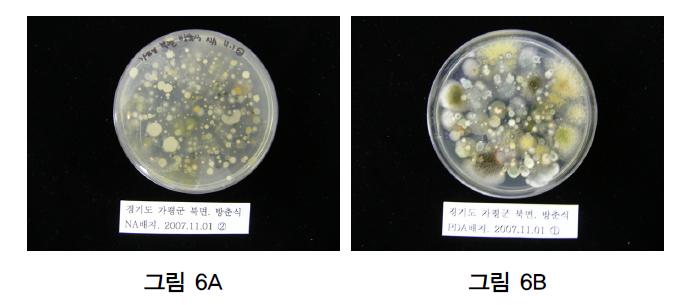 A, 균상배드 생육실의 영양배지에서의 균총; B, PDA에서의 균총.