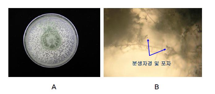 A, Trichoderma sp.의 PDA배지에서의 생육; B, 분생자경 및 포자.