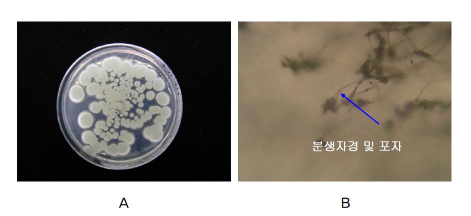 A, Penicillium sp.의 PDA배지에서의 생육; B, 분생자경 및 포자.