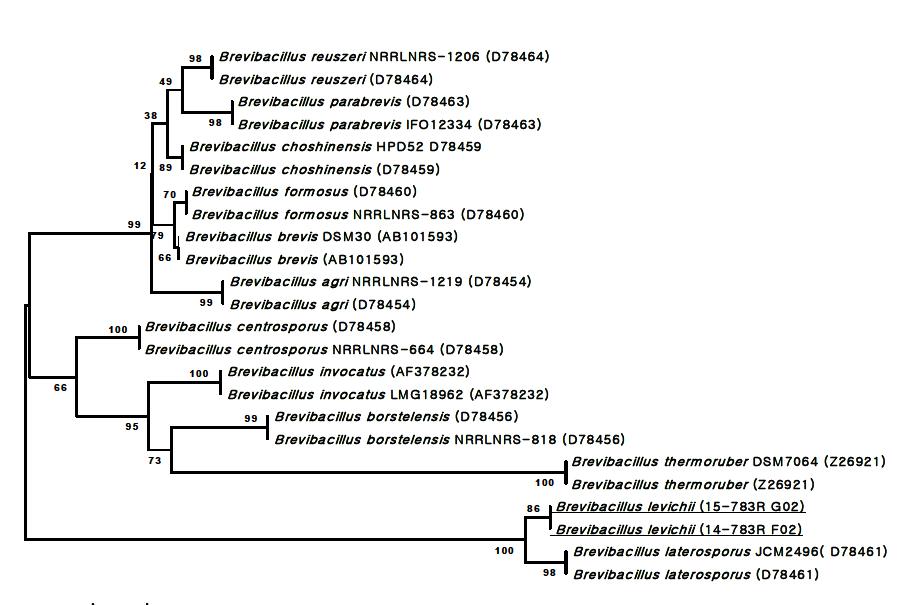 느타리 균상 재배사에서 분리한 Brevibacillus sp.