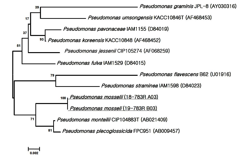 느타리 균상 배드 재배사에서 분리한 Pseudomonas sp.