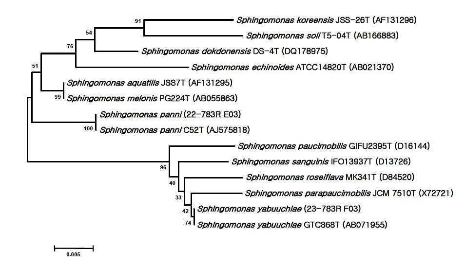 느타리 병재배 생육실에서 분리한 Sphingomonas sp.