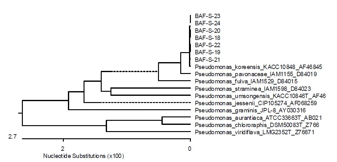 느타리 재배사 공기중에서 분리한 Pseudomonas spp.