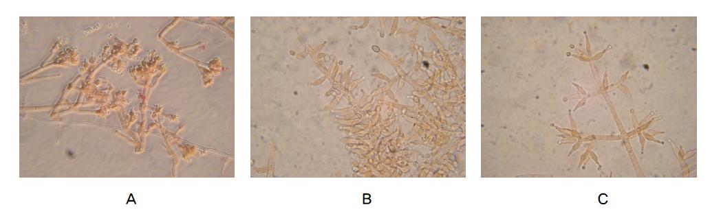 A, Trichoderma longibrachiatum; B, T. virens; C, T. harzianum.