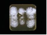 Bacillus spp.에 의한 느타리균 생장억제.