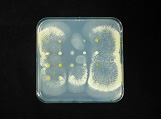 Bacillus spp.에 의한 Trichoderma spp. 생장억제.