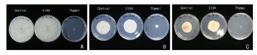 티몰의 푸른곰팡이병균에 대한 균사 생장 억제 효과.