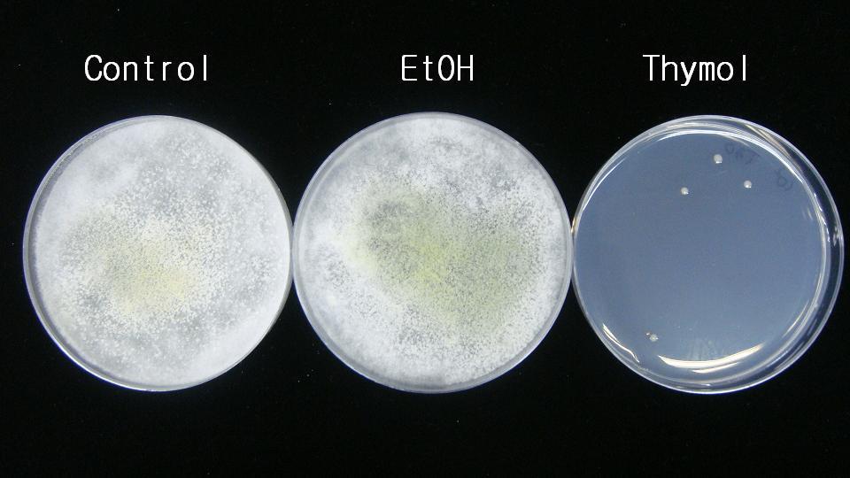 티몰의 Trichoderma sp.에 대한 포자 생장 억제 효과.