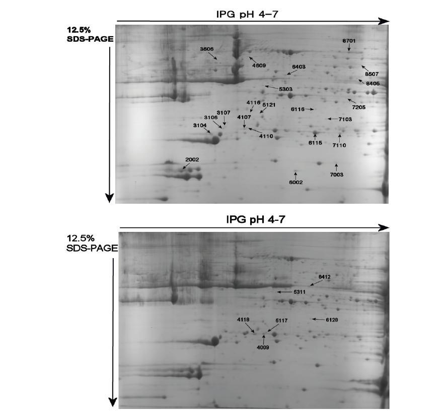 Representative photograph of 2DE at different hours of aging