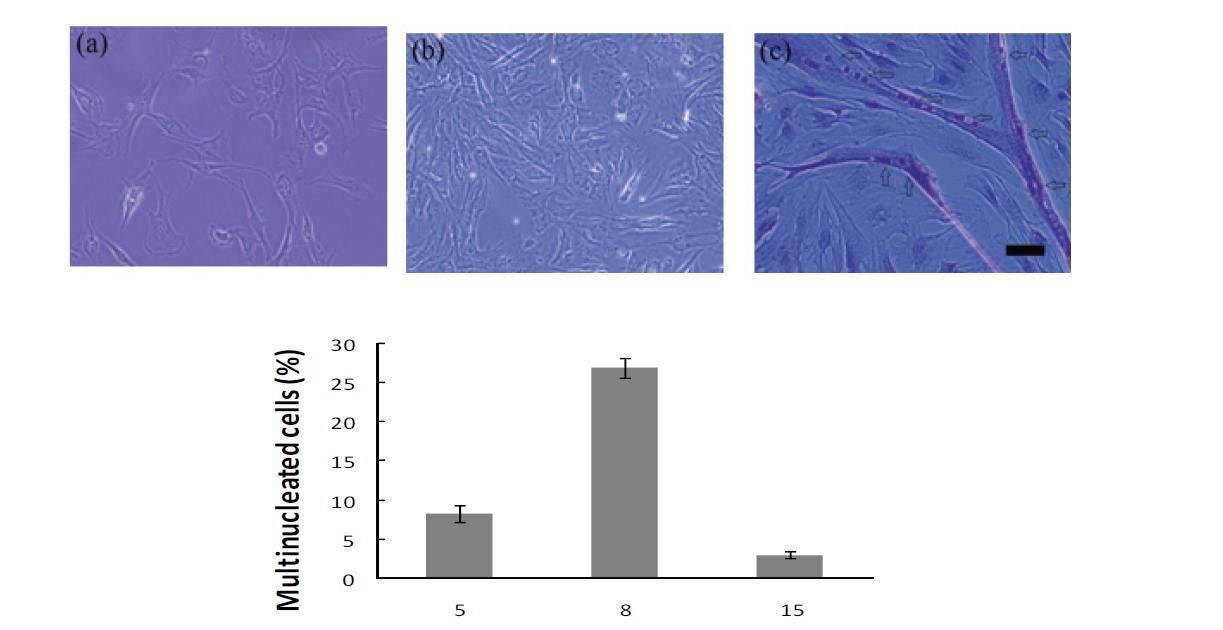 Adult Hanwoo muscle satellite cells have the potential to differentiate into multinucleated cells.