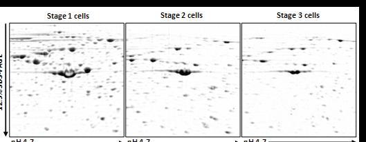 Comparative analysis of the expressed protein patterns in three stage satellite cells.