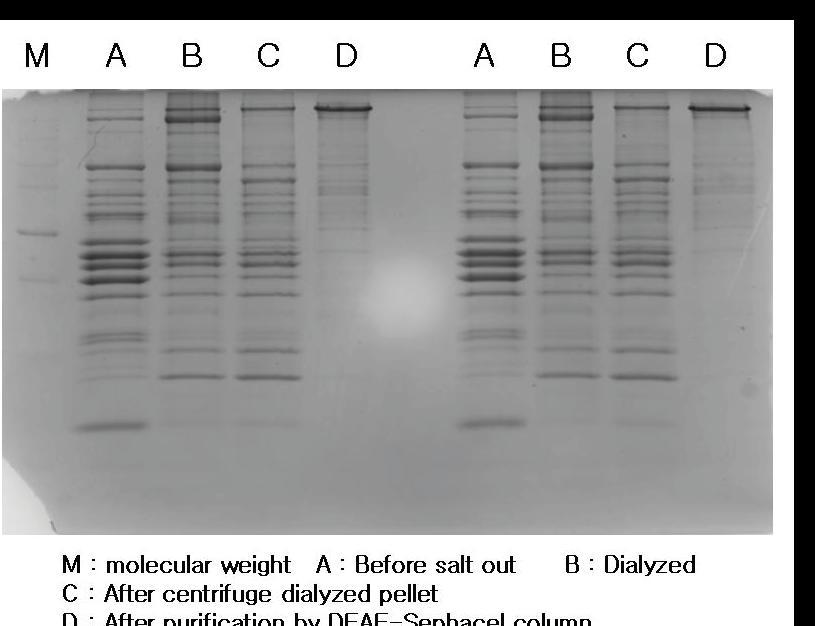 Protein profile of water soluble fraction of Hanwoo longissimus muscle at the stepwise stage for the publication of calpains.