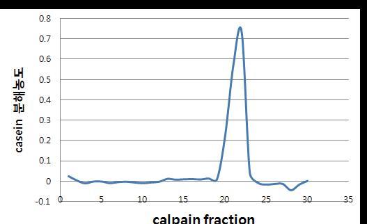 Caseinographic of calpain fraction eluted from DEAE-S ephacel by a linear gradient method of NaCl from 0 to 600 mM.