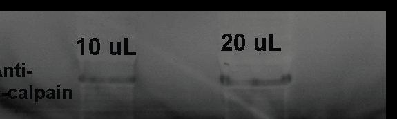 Verification of u-calpain by western blotting technique eluted from DEAE-Sephacel by a linear gradient method of NaCl from 0 to 600 mM.