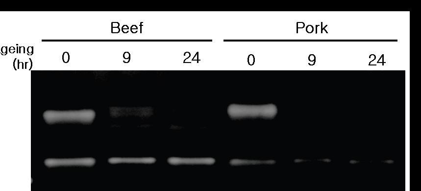 Changes incasein zymography during chiller ageing for beef and pork.