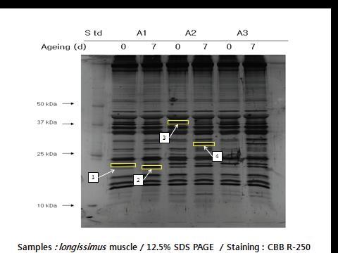 Changes in protein profile of Hanwoo longissimus during chiller ageing for 0 and 7 days.