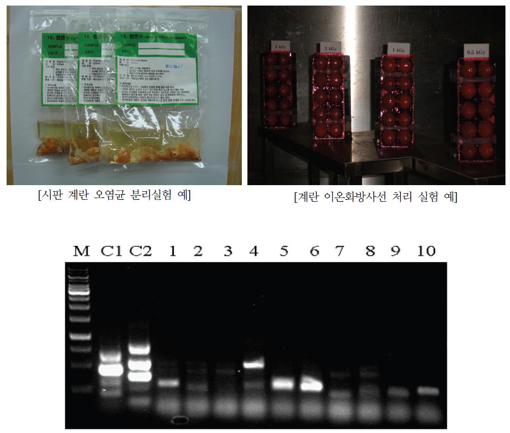 Results of PCR amplications of the Multiplex-Pathogen target genes performed in DNA extracted from shell eggs.