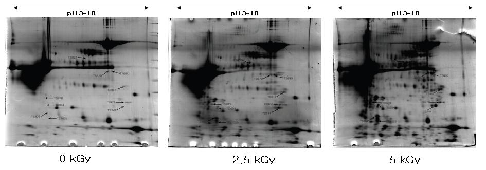 2D PAGE protein separation of irradiated egg white as visualized by CBB staining.