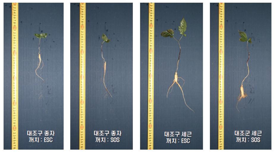 파종 9개월 후 대조구 종자 및 세근의 꺼치 종류에 따른 생육 비교.