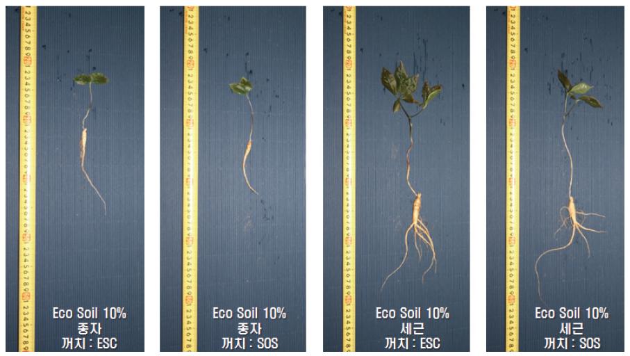 파종 9개월 후 Eco-Soil 10% 첨가 토양의 종자 및 세근의 꺼치 종류에 따른 생육 비교.