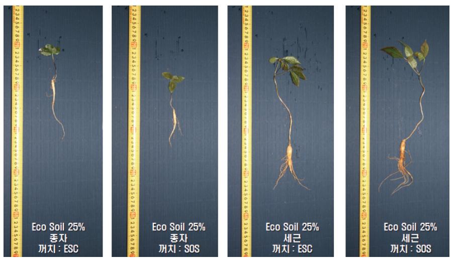 파종 9개월 후 Eco-Soil 25% 첨가 토양의 종자 및 세근의 꺼치 종류에따른 생육 비교.