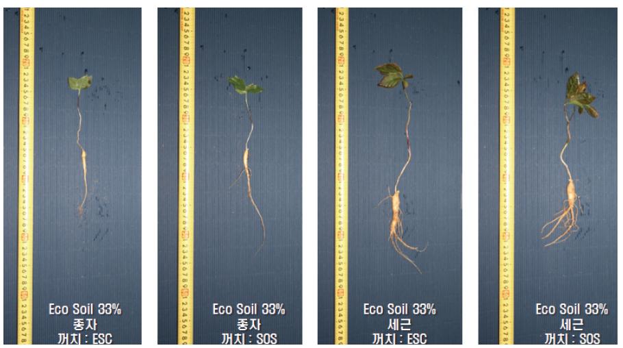 파종 9개월 후 Eco-Soil 33% 첨가 토양의 종자 및 세근의 꺼치 종류에 따른 생육 비교.