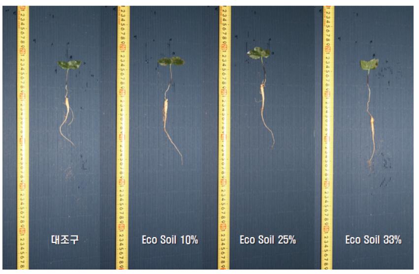 Eco-Soil 첨가량 증가에 따른 종자의 발아 및 생장률 비교(꺼치 : ESC).