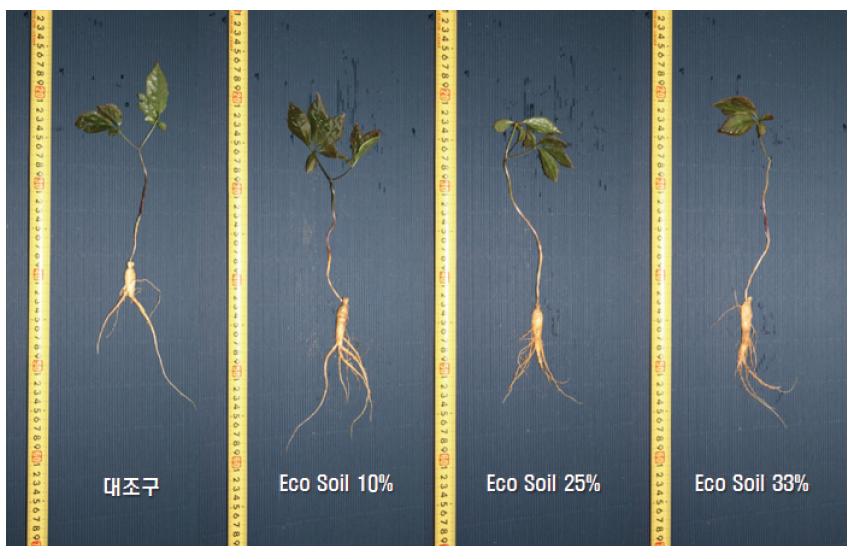 Eco-Soil 첨가량 증가에 따른 세근의 발아 및 생장률 비교(꺼치 : ESC).