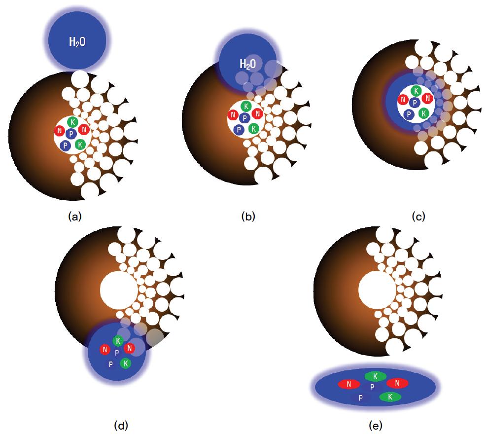 Mechanism on slow releasing of MLCC-B structure; (a) water absorption, (b) move into core by capillary force, (c) extraction of fertilizer, (d) move into surface by gravity, (e) diffusion of fertilizer.