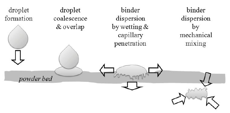 The four stages of nucleation in fine powders.