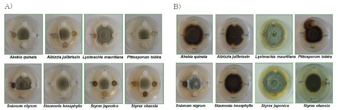 In vitro screening of antifungal effects against Penicillium digitatum(A) and P. italicum(B).