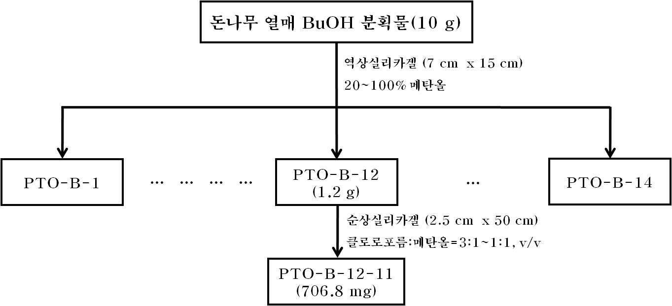 Schematic diagram of extraction and fractionation from Pittosporum tobira.