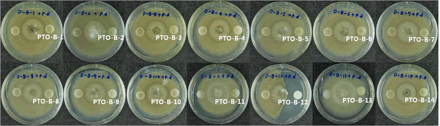 In vitro antifungal activities of the 1st subfraction against P. digitatum.