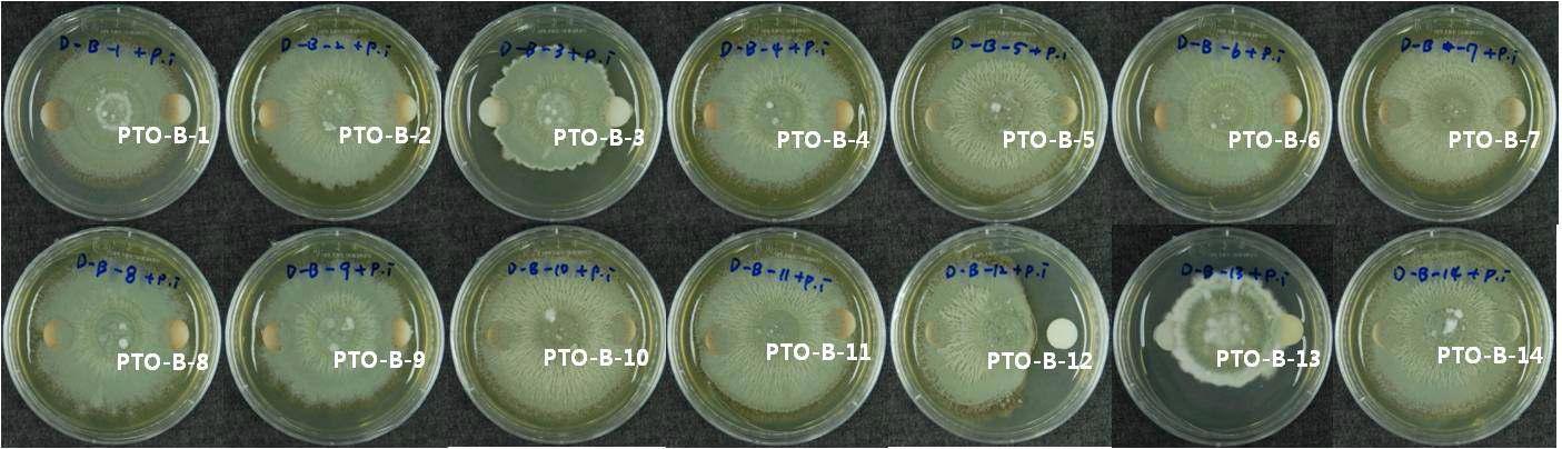 In vitro antifungal activities of the 1st subfraction against P. italicum.