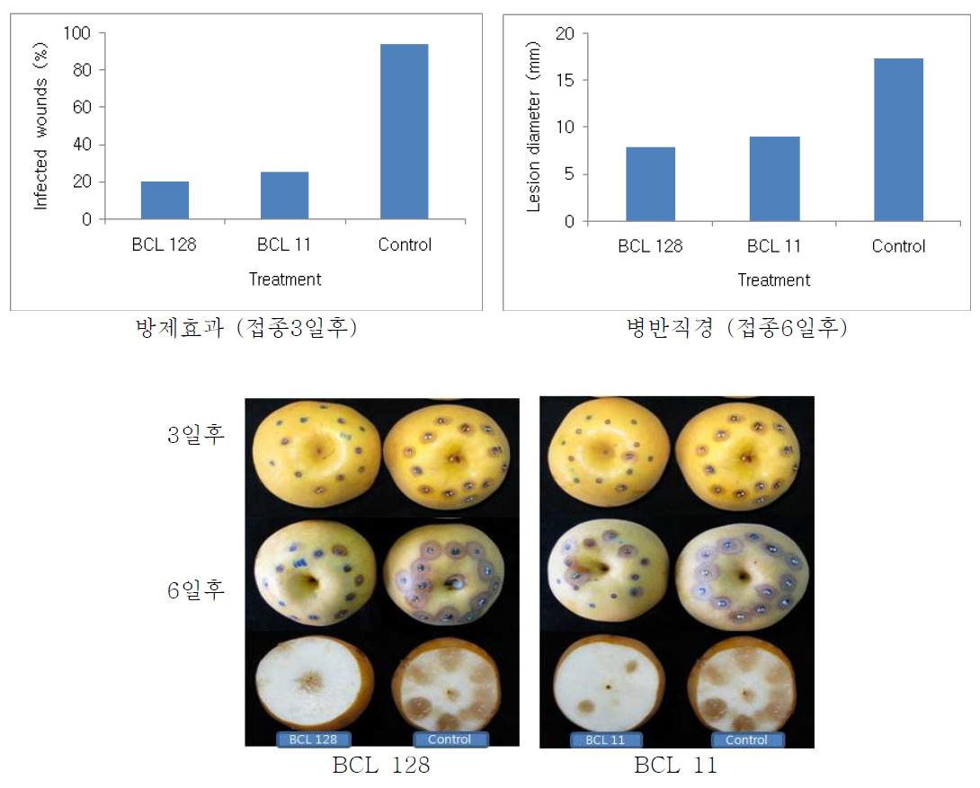 선발 유용미생물의 배푸른곰팡이병(P. expansum) 발생 억제 효과