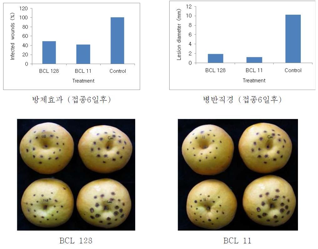 선발 유용미생물의 배잿빛곰팡이병(B. cinerea) 발생 억제 효과